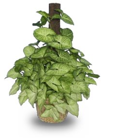 Singoryum Bitkisi Bakımı ve Yetiştirilmesi Hakkında Genel Bilgiler