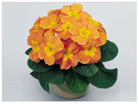 Çuha (Primula) Bitkisi Bakımı ve Yetiştirilmesi Hakkında Genel Bilgiler