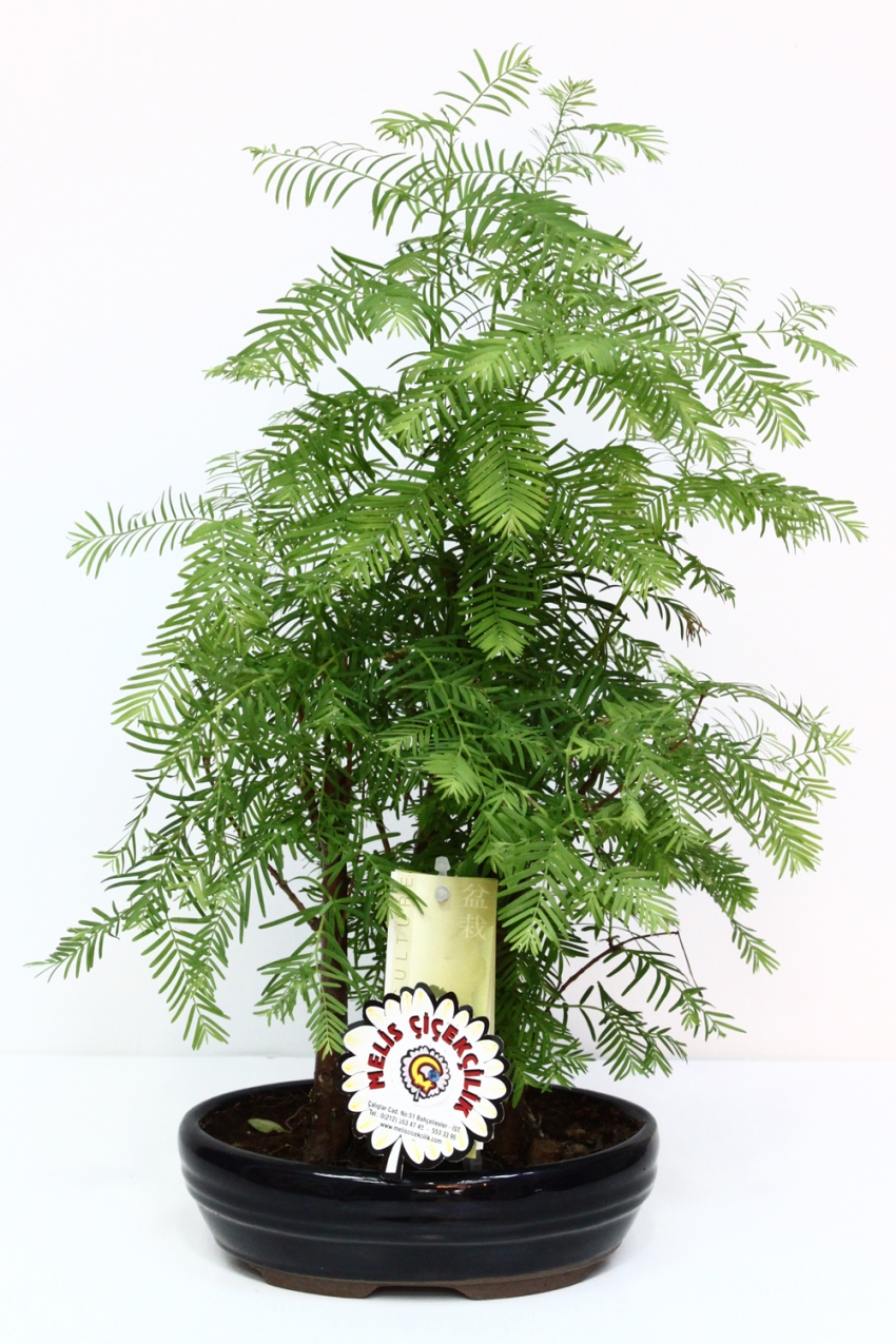 Bonsai Bitkisi Bakımı ve Yetiştirilmesi Hakkında Genel Bilgiler