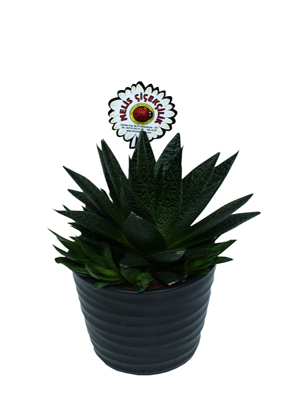 Aloe Bitkisi Bakımı ve Yetiştirilmesi Hakkında Genel Bilgiler