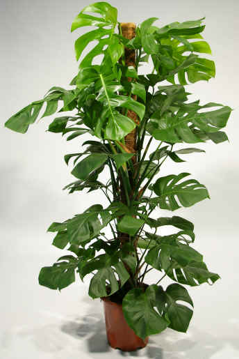 Monstera Bakımı, Monstera Bitkisinin Yetiştirilmesi 