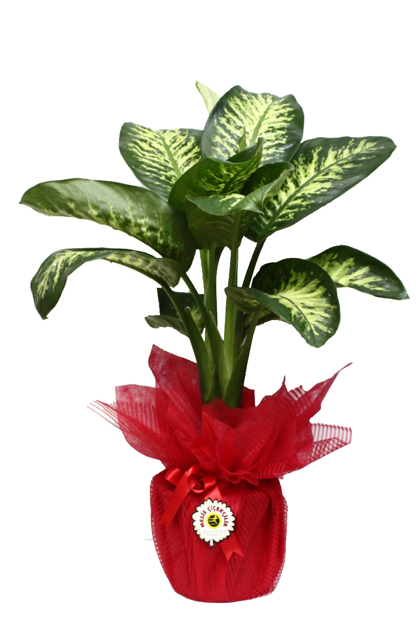 Difenbahya Bitkisi Bakımı ve Yetiştirilmesi Hakkında Genel Bilgiler