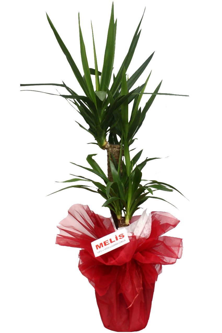 Yukka Bitkisi Bakımı ve Yetiştirilmesi Hakkında Genel Bilgiler