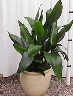 Aspidistra Bitkisi Bakımı ve Yetiştirilmesi Hakkında Genel Bilgiler