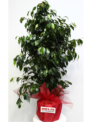 Benjamin Bitkisi Bakımı ve Yetiştirilmesi Hakkında Genel Bilgiler