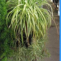 Chlorophytum Bitkisi Bakımı ve Yetiştirilmesi Hakkında Genel Bilgiler