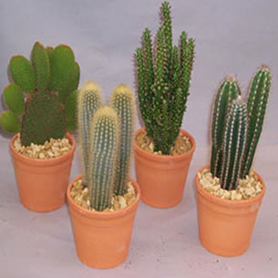 Kaktüs Bitkisi Bakımı ve Yetiştirilmesi Hakkında Genel Bilgiler