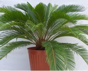 Sikas Bitkisi Bakımı ve Yetiştirilmesi Hakkında Genel Bilgiler