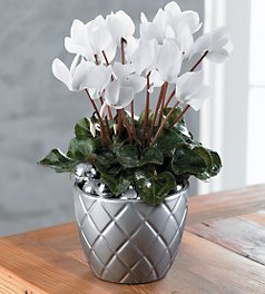 Sıklamen  Bitkisi Bakımı ve Yetiştirilmesi Hakkında Genel Bilgileri