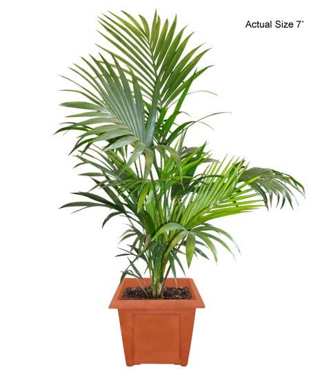 Kentya Bitkisi Bakımı ve Yetiştirilmesi Hakkında Genel Bilgiler