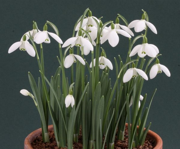 Kardelen Bitkisi Bakımı ve Yetiştirilmesi Hakkında Genel Bilgiler