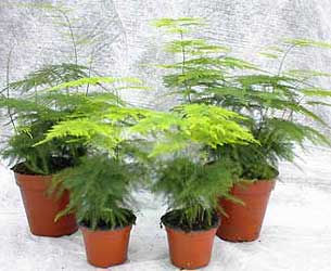 Kuşkonmaz Bitkisi Bakımı ve Yetiştirilmesi Hakkında Genel Bilgiler