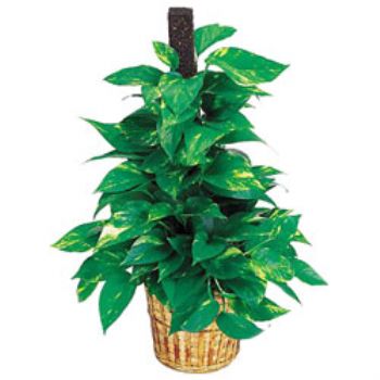 Sarmaşık Bitkisi Bakımı ve Yetiştirilmesi Hakkında Genel Bilgiler