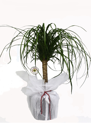 Nolina Bitkisi Bakımı ve Yetiştirilmesi Hakkında Genel Bilgiler