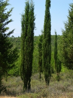 Selvi Bitkisi Bakımı ve Yetiştirilmesi Hakkında Genel Bilgiler
