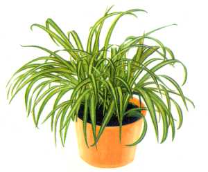 Kurdele Bitkisi Bakımı ve Yetiştirilmesi Hakkında Genel Bilgiler