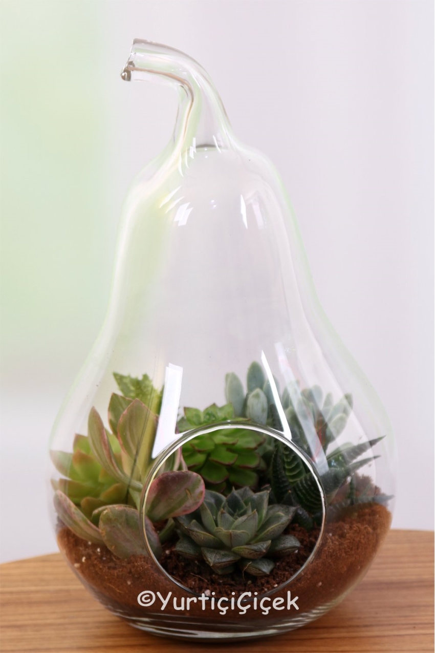 Teraryum Fiyatları ve Bakımı Hakkında Genel Bilgiler