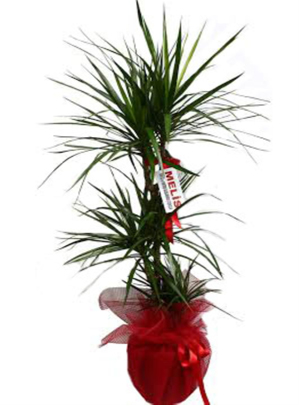 Marginata Bitkisi Bakımı ve Yetiştirilmesi Hakkında Genel Bilgiler