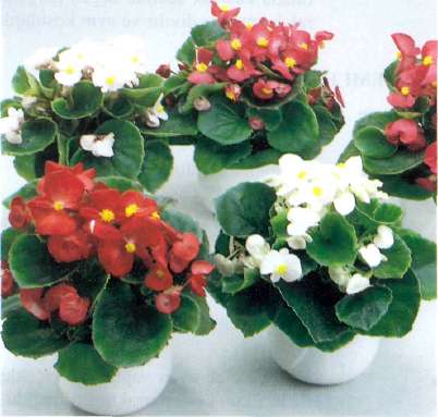 Begonya (Begonia) Bitkisi Bakımı ve Yetiştirilmesi Hakkında Genel Bilgiler