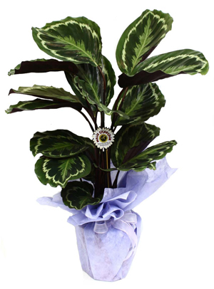 Galadya Bitkisi Bakımı ve Yetiştirilmesi Hakkında Genel Bilgiler