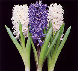 Sümbül Bitkisi Bakımı ve Yetiştirilmesi Hakkında Genel Bilgiler