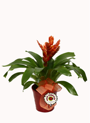 Viresia Bitkisi Bakımı ve Yetiştirilmesi Hakkında Genel Bilgiler