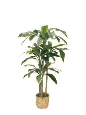 Diresena Bitkisi Bakımı ve Yetiştirilmesi Hakkında Genel Bilgiler