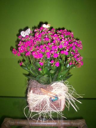 Kalandiva Bitkisi Bakımı ve Yetiştirilmesi Hakkında Genel Bilgiler