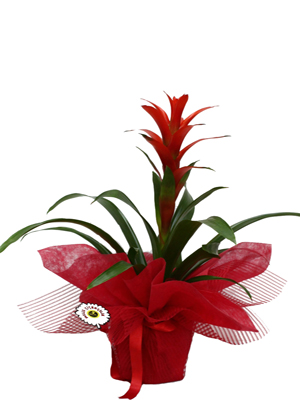 Guzmanya Bitkisi Bakımı ve Yetiştirilmesi Hakkında Genel Bilgiler