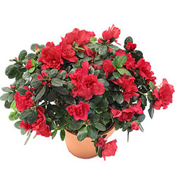 Açelya Bitkisi Bakımı ve Yetiştirilmesi Hakkında Genel Bilgiler