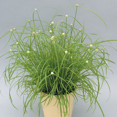 Cyperus Bitkisi Bakımı ve Yetiştirilmesi Hakkında Genel Bilgiler