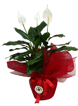 Spatifilyum Bitkisi Bakımı ve Yetiştirilmesi Hakkında Genel Bilgiler