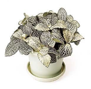 Fittonia Bitkisi Bakımı ve Yetiştirilmesi Hakkında Genel Bilgiler