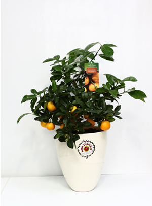 Mandalina Bakımı ve Yetiştirilmesi Hakkında Genel Bilgiler