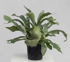 Platycerium Bitkisi Bakımı ve Yetiştirilmesi Hakkında Genel Bilgiler