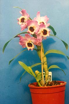 Orkide Dendrobium Bitkisi Bakımı ve Yetiştirilmesi Hakkında Genel Bilgiler