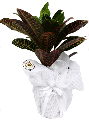 Kraton Bitkisi Bakımı ve Yetiştirilmesi Hakkında Genel Bilgiler