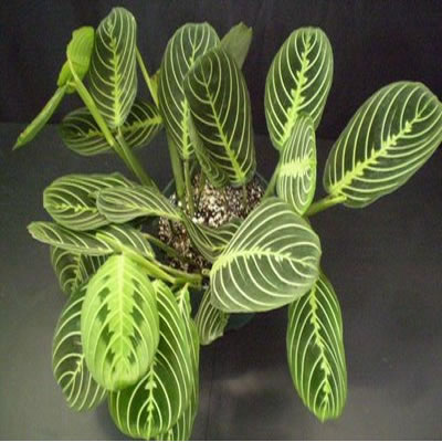 Maranta Bitkisi Bakımı ve Yetiştirilmesi Hakkında Genel Bilgiler