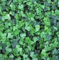 Hedere Helix Bitkisi Bakımı ve Yetiştirilmesi Hakkında Genel Bilgiler