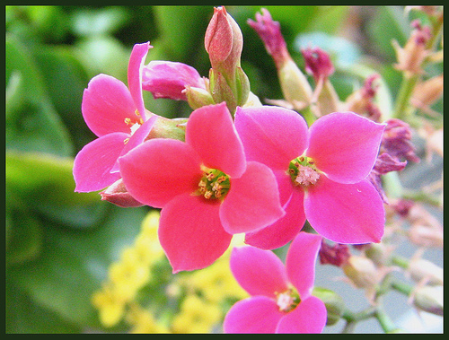 Kalanşo Bitkisi Bakımı ve Yetiştirilmesi Hakkında Genel Bilgiler