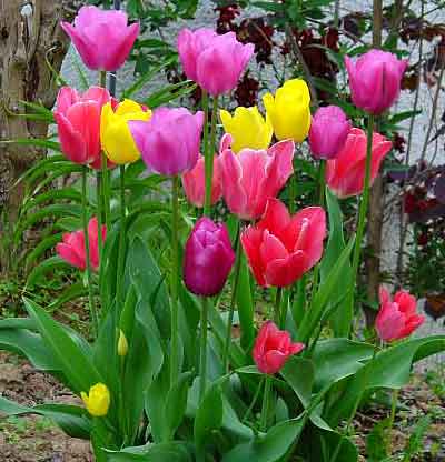 Lale Bitkisi Bakımı ve Yetiştirilmesi Hakkında Genel Bilgiler