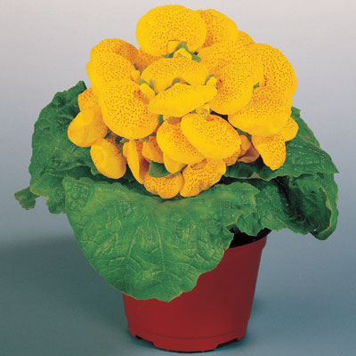 Çanta Bitkisi Bakımı ve Yetiştirilmesi Hakkında Genel Bilgiler