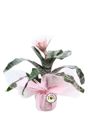 Açmea Bitkisi Bakımı ve Yetiştirilmesi Hakkında Genel Bilgiler