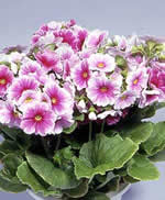 Onbiray Bitkisi Bakımı ve Yetiştirilmesi Hakkında Genel Bilgiler